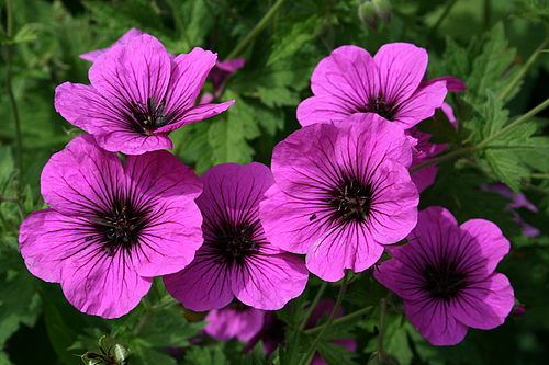 Geranium psilostemon